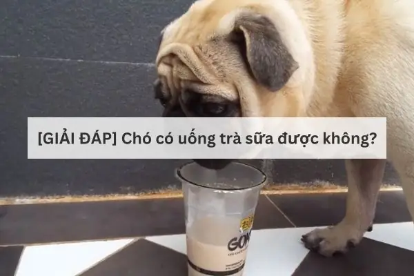 Chó Có Uống Trà Sữa Được Không? Câu Trả Lời Không Và 4 Nguy Hiểm Chết Người Bạn Phải Biết 1 Chó Có Uống Trà Sữa Được Không? Câu Trả Lời Không Và 4 Nguy Hiểm Chết Người Bạn Phải Biết