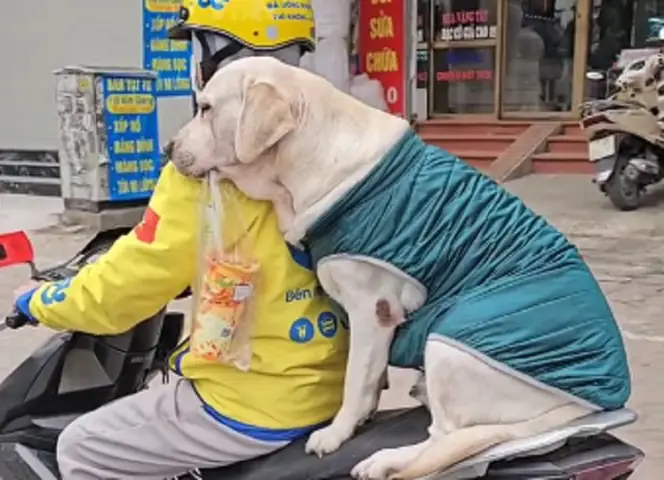 Tổng Hợp Video, Ảnh Chó Đi Mua Trà Sữa Viral: Khi "chó Nhà Người Ta" Quá Thông Minh Và Dễ Thương