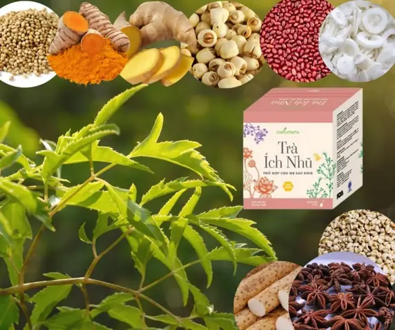 Uống Trà Lợi Sữa Có Tốt Không? Tác Dụng, Lưu Ý An Toàn & Top Loại Trà Hiệu Quả Cho Mẹ Sau Sinh