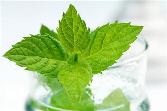 Cách Pha Chế Mojito Bạc Hà Chuẩn Vị Thanh Mát Tại Nhà
