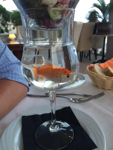 Cách Pha Cocktail Goldfish Chuẩn Vị: Công Thức, Nguyên Liệu Và Những Biến Thể Đáng Thử 1 Cách Pha Cocktail Goldfish Chuẩn Vị: Công Thức, Nguyên Liệu Và Những Biến Thể Đáng Thử
