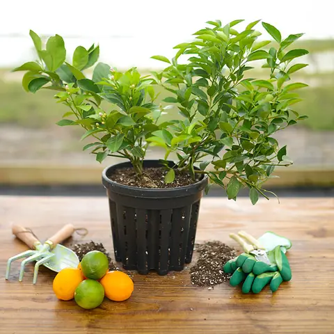 Cây Cocktail Lemon (cocktail Tree) Là Gì? Hướng Dẫn Chọn, Mua & Trồng Cây Chanh Ghép Đa Loại