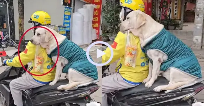 Tổng Hợp Hình Ảnh, Video Trend "người Chở Chó Đi Mua Trà Sữa": Nguồn Gốc, Clip Viral Hài Hước & Ý Nghĩa Meme