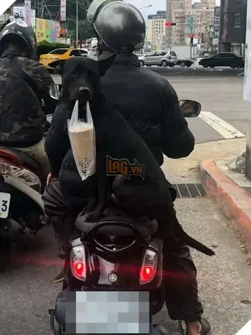 Tổng Hợp Hình Ảnh, Video Trend "người Chở Chó Đi Mua Trà Sữa": Nguồn Gốc, Clip Viral Hài Hước & Ý Nghĩa Meme