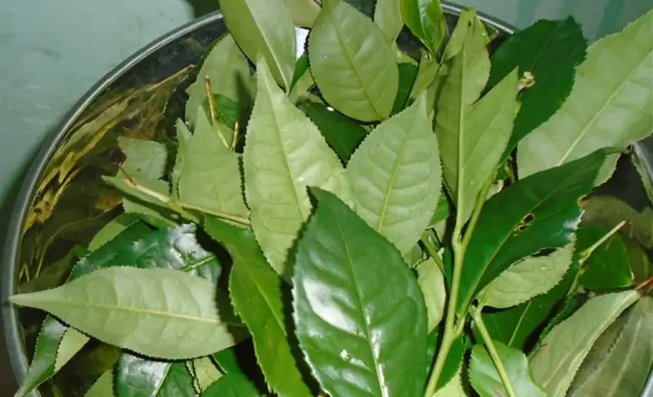 Cách Làm Bột Matcha Trà Xanh Tại Nhà Từ Lá Trà Tươi Và Lá Khô Đơn Giản
